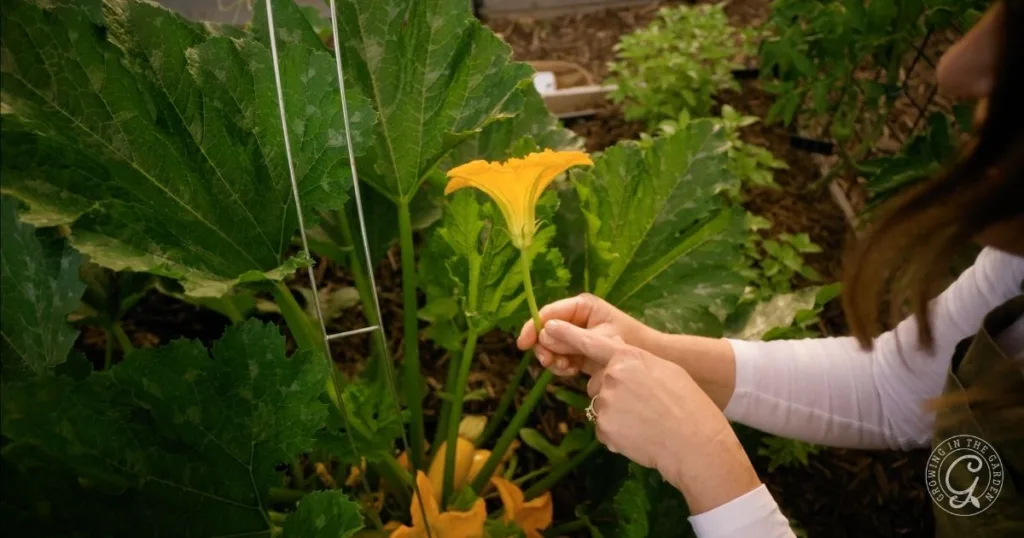 Person gently holds a yellow squash blossom growing among large green leaves in a garden, demonstrating how to hand pollinate squash for better fruit production.