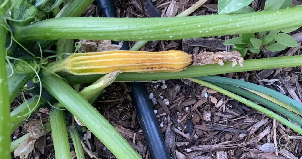 A yellowing zucchini lies shriveled on the vine among green leaves and mulch in a garden, a common issue if you don’t know how to hand pollinate squash.