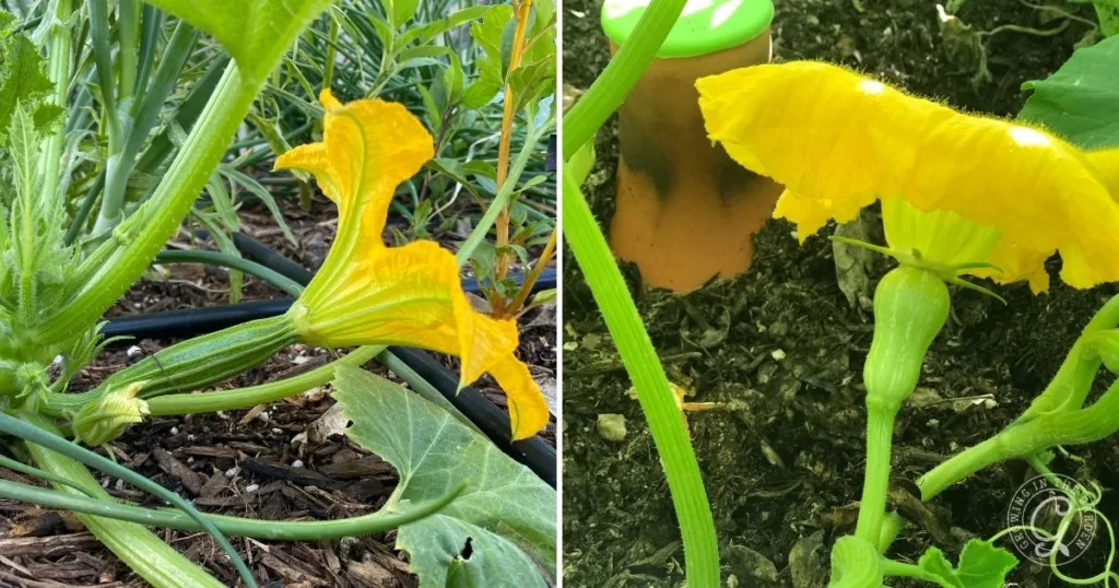 Close-up of yellow squash flowers growing in a garden bed with green leaves and soil visible—a great example for learning how to hand pollinate squash.