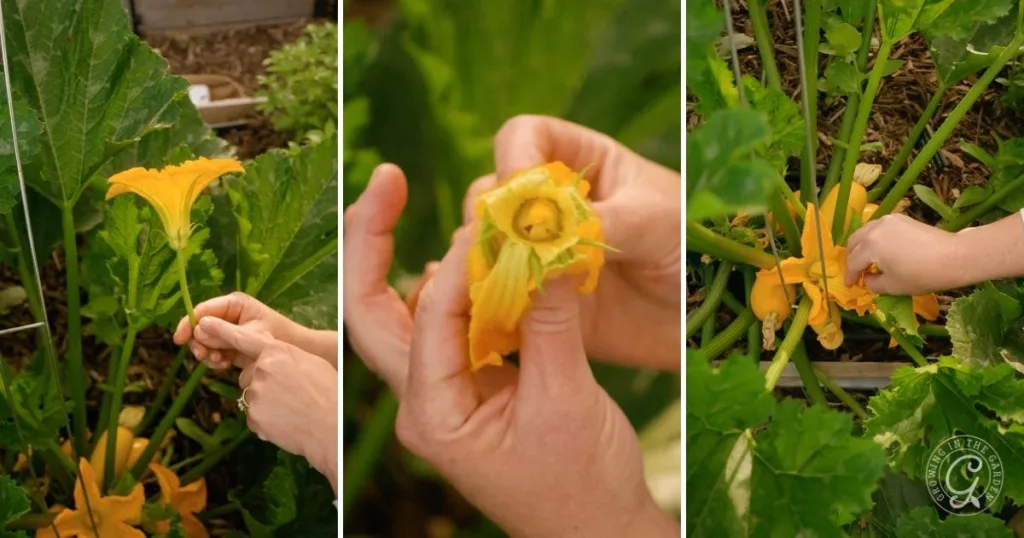 Hands pollinating zucchini flowers in a garden, demonstrating how to hand pollinate squash by using the male flower to transfer pollen to the female flower.