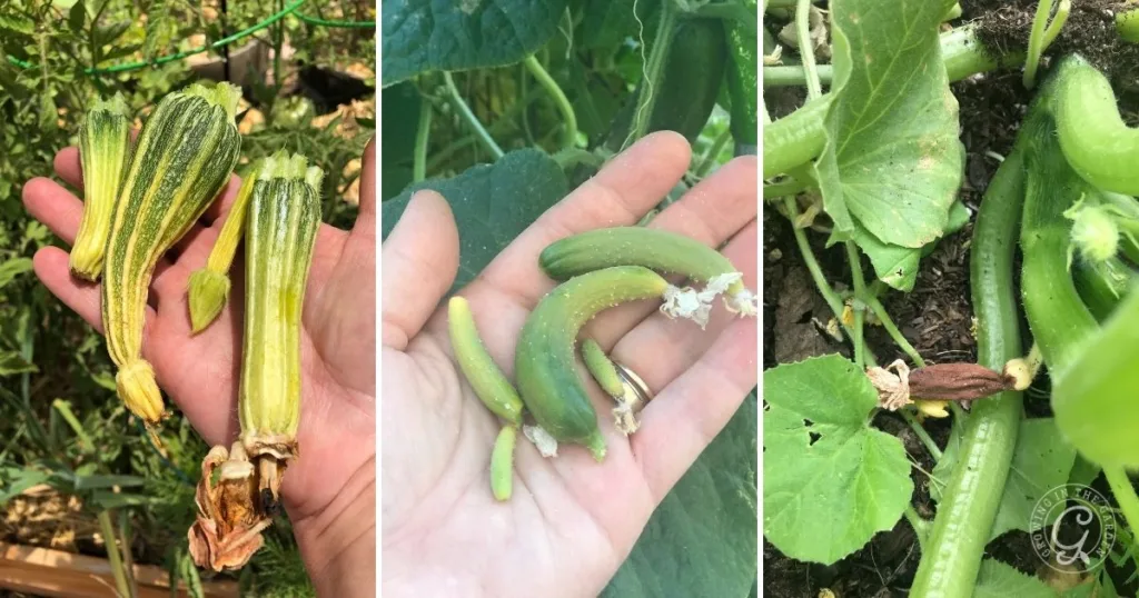 Three photos show hands holding small, misshapen zucchinis and cucumbers growing in a garden, highlighting the importance of learning how to hand pollinate squash for healthier, well-formed veggies.