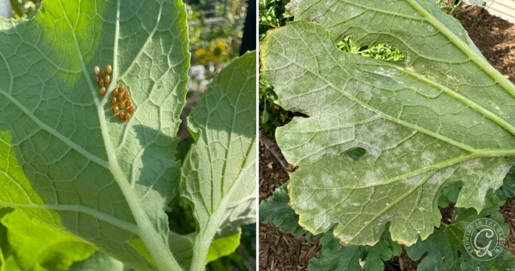 Two green leaves: one with small brown insect eggs, the other with a powdery white fungal coating—common issues to watch for when learning how to grow summer squash.