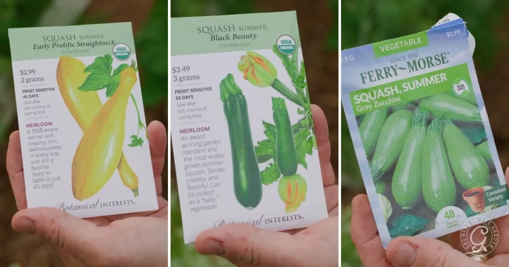 Three hands hold seed packets for different summer squash varieties—yellow, dark green, and light green—ready to show how to grow summer squash in your own garden.