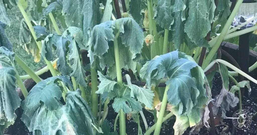 Wilted, drooping squash plant leaves in a garden bed, showing signs of stress or disease—troubleshooting these issues is key when learning how to grow summer squash successfully.