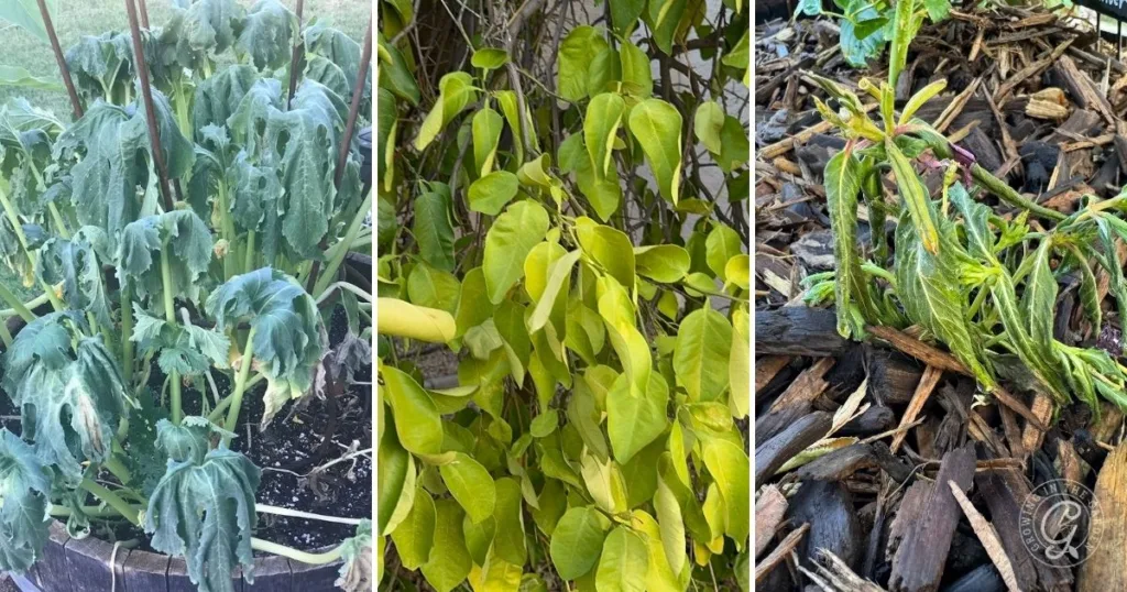 Three plants showing signs of distress—wilting, yellowing leaves, and drooping stems—highlight why plants wilting is a common issue, especially if you’re unsure when to water in hot weather.