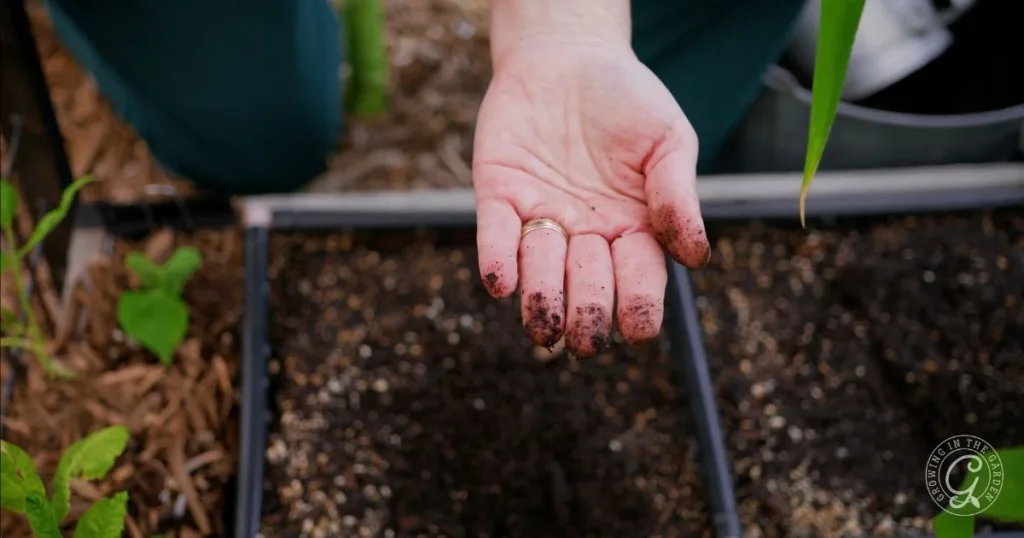 A hand with soil on the fingers hovers over a planting box filled with dark earth, pondering when to water in hot weather and noticing signs that might explain why plants wilting.