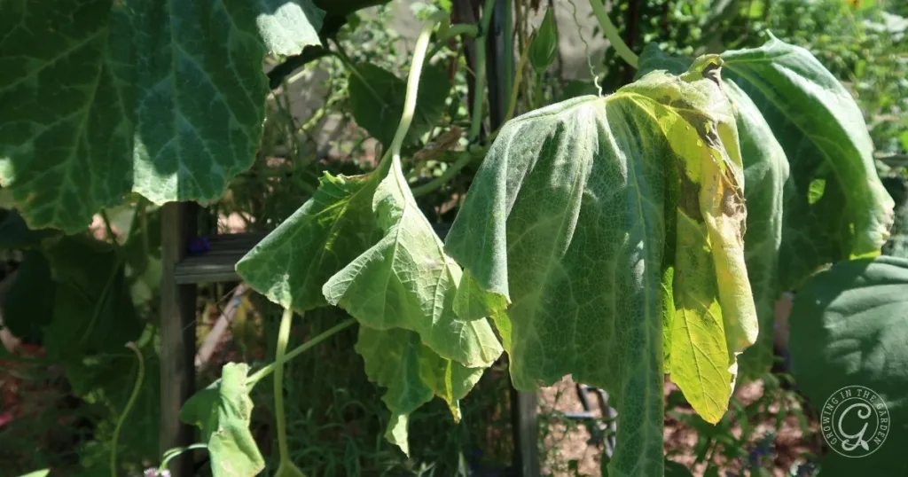 Large green leaves wilting and drooping in a garden, showing signs of heat or water stress—common reasons why plants wilting, especially if you’re unsure when to water in hot weather.