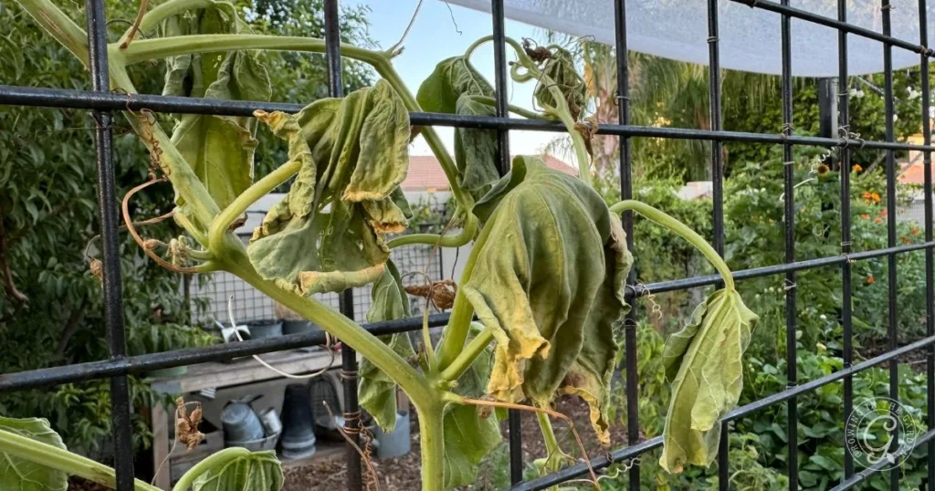 Wilted plant with yellowing leaves climbing a metal trellis in a garden setting, showing signs of stress—learn why plants wilting and when to water hot weather for healthier growth.