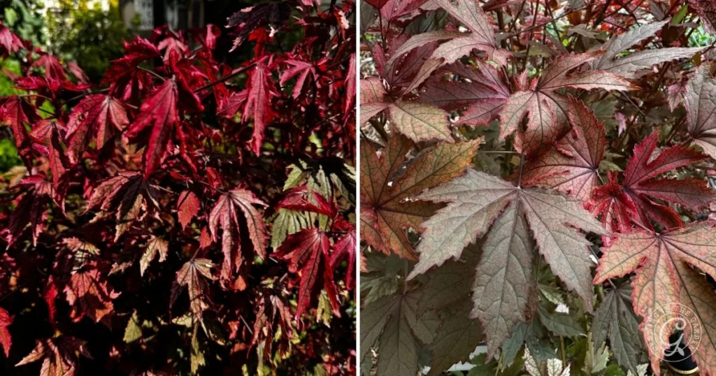 Side-by-side image of red Japanese maple leaves on the left and reddish-green maple leaves on the right, highlighting how knowing when to water in hot weather can prevent wilting.