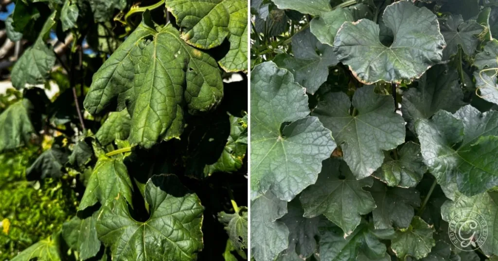 Close-up of green cucumber plant leaves; left side shows wrinkled leaves, right side shows healthy leaves, illustrating why plants wilting can occur—especially if you’re unsure when to water in hot weather.
