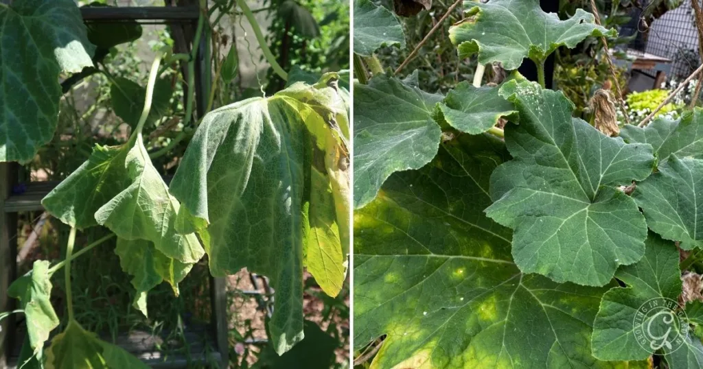 Side-by-side comparison shows wilted squash leaves on the left—demonstrating why plants wilting is common in hot weather—and healthy green squash leaves on the right, illustrating when to water for best results.
