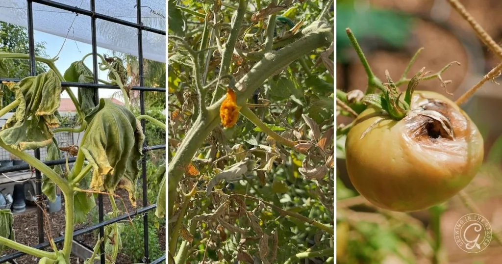 Three images show why plants are wilting: tomato plants drooping, spotted leaves, and a rotting tomato fruit on the vine—signs it may be time to rethink when to water in hot weather.